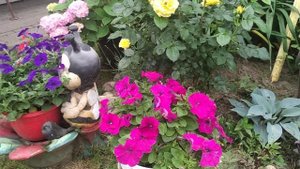 Роза Лихткенигин Лючия | Кордес 1966 Blooming roses