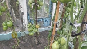 ТОМАТЫ самые лучшие для теплицы в средней полосе. Будете с урожаем всегда