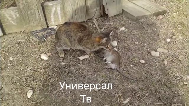 Кошка vs крысы (драка)