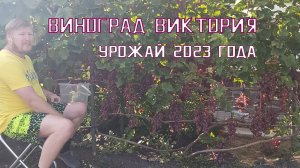 Виноград Виктория | Урожай 2023 года