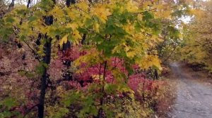 ЛИПА ВЕКОВАЯ исп. Наталия Муравьева Русская народная песня Russian Folk Song