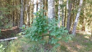 Два маленьких дуба. Июнь 2022