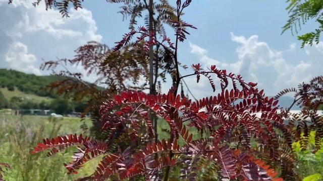 4 растения Крыма, которые могут расти в Москве смотреть онлайн