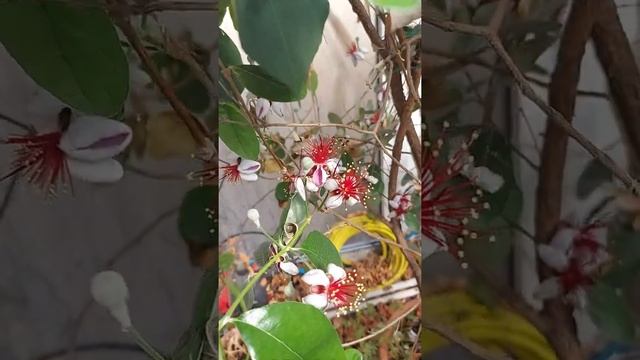 Фейхоа цветет Feijoa Blooms