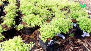 Спирея японская «Голдмаунд» Spiraea japonica «Goldmound», Зеленый Сад