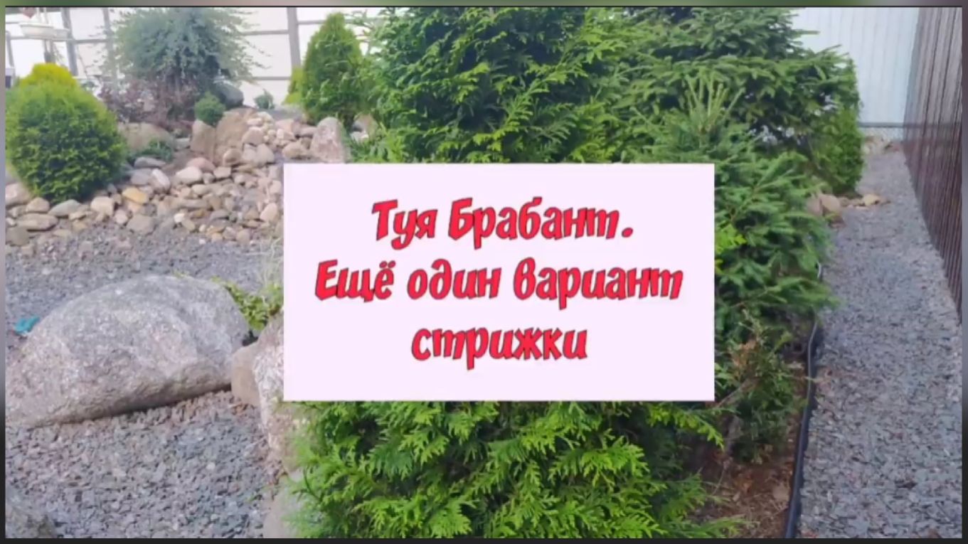 Видео стрижки туй. Топиарная стрижка туи смарагд. Туя западная ниваки. Стрижка туи мастер класс. Видео стрижки туй.