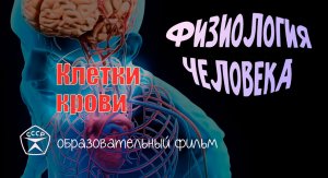 Клетки крови.