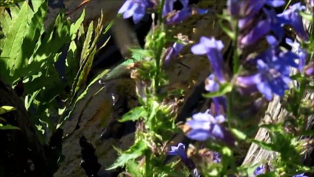 Ruby-throated Hummingbird on Cardinal Flower - August 31, 2018 смотреть онлайн