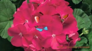 Пеларгония зональный Виолет (multibloom violet) ? обзор: как сажать, семена пеларгонии Виолет