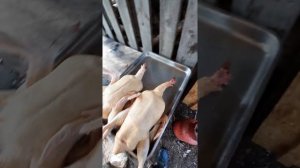 Забой утки  Стар -53  в 56 дней