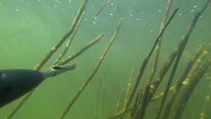 подводная охота на сазана 2023. маныч, веселовское водохранилище.