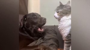 Самые смешные животные _ Приколы с котами и собаками 2023 _ LA #11