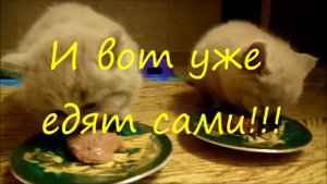 Как начинать прикорм котят.