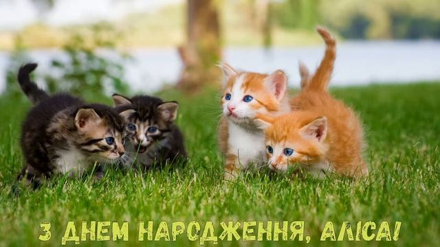 З Днем народження, Аліса! (Котики) смотреть онлайн