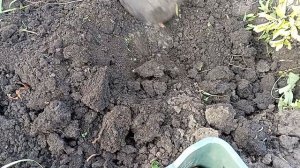 Копаем картофель, какой в этом году. Медведка тоже поела