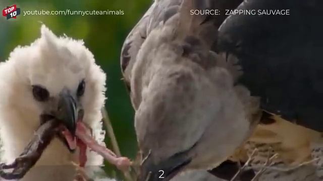 TOP EAGLE HUNTING MONKEY MOMENTS смотреть онлайн