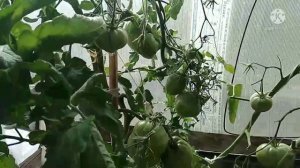 Обзор и дегустация экзотических сортов томатов - Джерман Грин и Беркли Тай Дай Хаат.