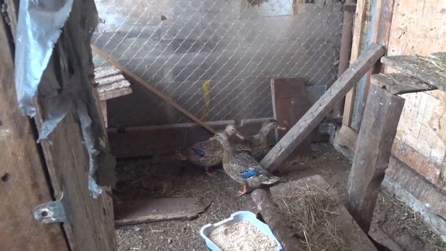 Как выбрать подсадную утку + как их содержать смотреть онлайн