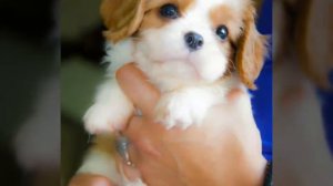 Moments of Mary's Cavalier King Kennel