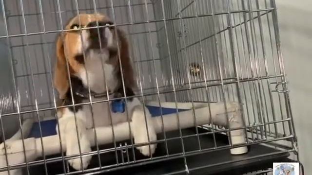 Что делает один Бигль в клетке смотреть онлайн