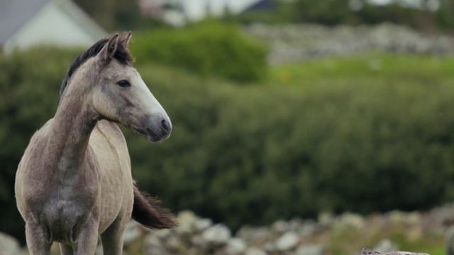 5 Причин Который я люблю Животных смотреть онлайн