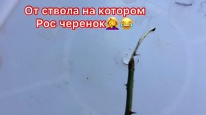 Осеннее черенкование роз!- надëжный и простой способ, дающий прекрасные результаты? !