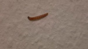 Яблонная плодожорка. Гусеница. Экологически чистые яблоки. Дачный участок в Германии. 4K видео