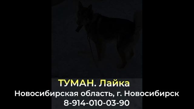 Пропала собака ! ТУМАН , Новосибирская область , г. Новосибирск