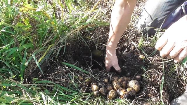 Посадка картофеля под сено. Результат смотреть онлайн