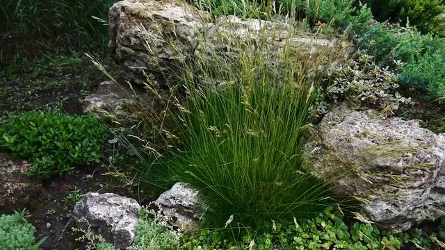 Альпийская горка. Как создать своими руками.