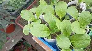 Тепличный Vlog ?. В теплицу не заходила один день, что же изменилось_