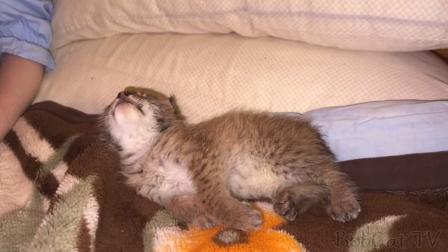 РЫСЯТА РАЗЪЕЗЖАЮТСЯ / Котёнок-путешественник знакомится с собаками смотреть онлайн