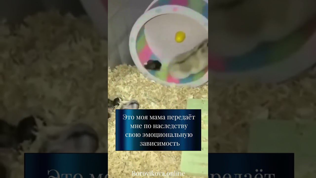 #психологияотношений #гипнотерапевтспб #гипнозспб #гипнотерапия #гипнотерапевтонлайн