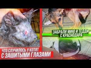 Сделали МРТ Ониксу. Мию и Тедди забрали со стационара. У котят с подвала не заживают глазки.