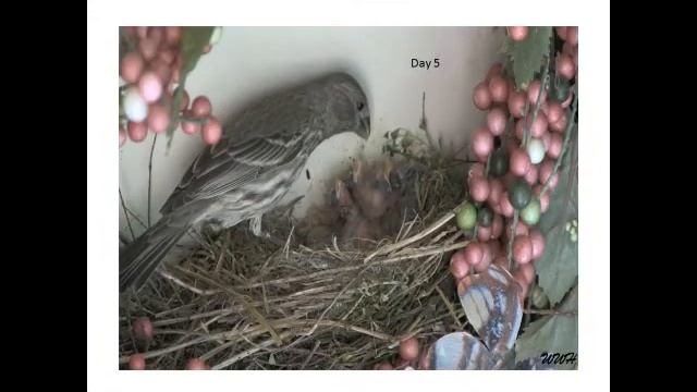 Fight for Flight in 17 days, 05.04.12 - 05.21.12 смотреть онлайн