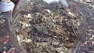 ЛУК СЕВОК.  Как вырастить