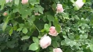 Claire Rose (Клэр Роуз)