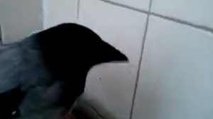 ВОРОНА В ДОМАШНИХ УСЛОВИЯХ/КАРЛУША/КОРМЛЕНИЕ ВОРОНЫ