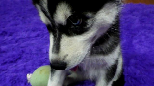 Ангелине подарили щенка Хаски смотреть онлайн