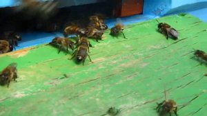 Пчёлы изгоняют Трутней!