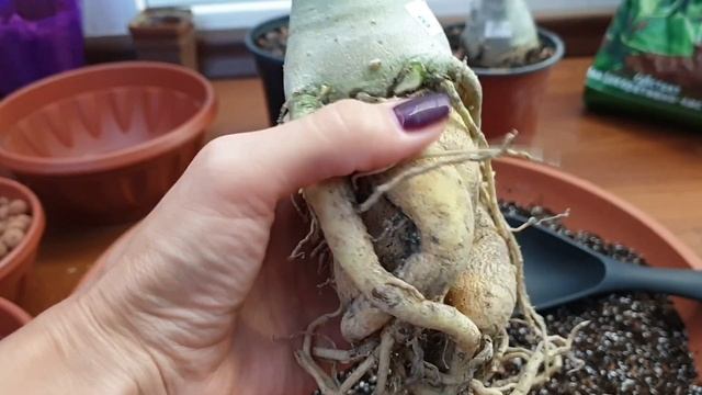 Посадка адениумов смотреть онлайн