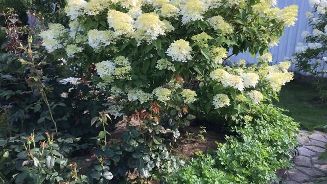 Гортензия Фантом. смотреть онлайн