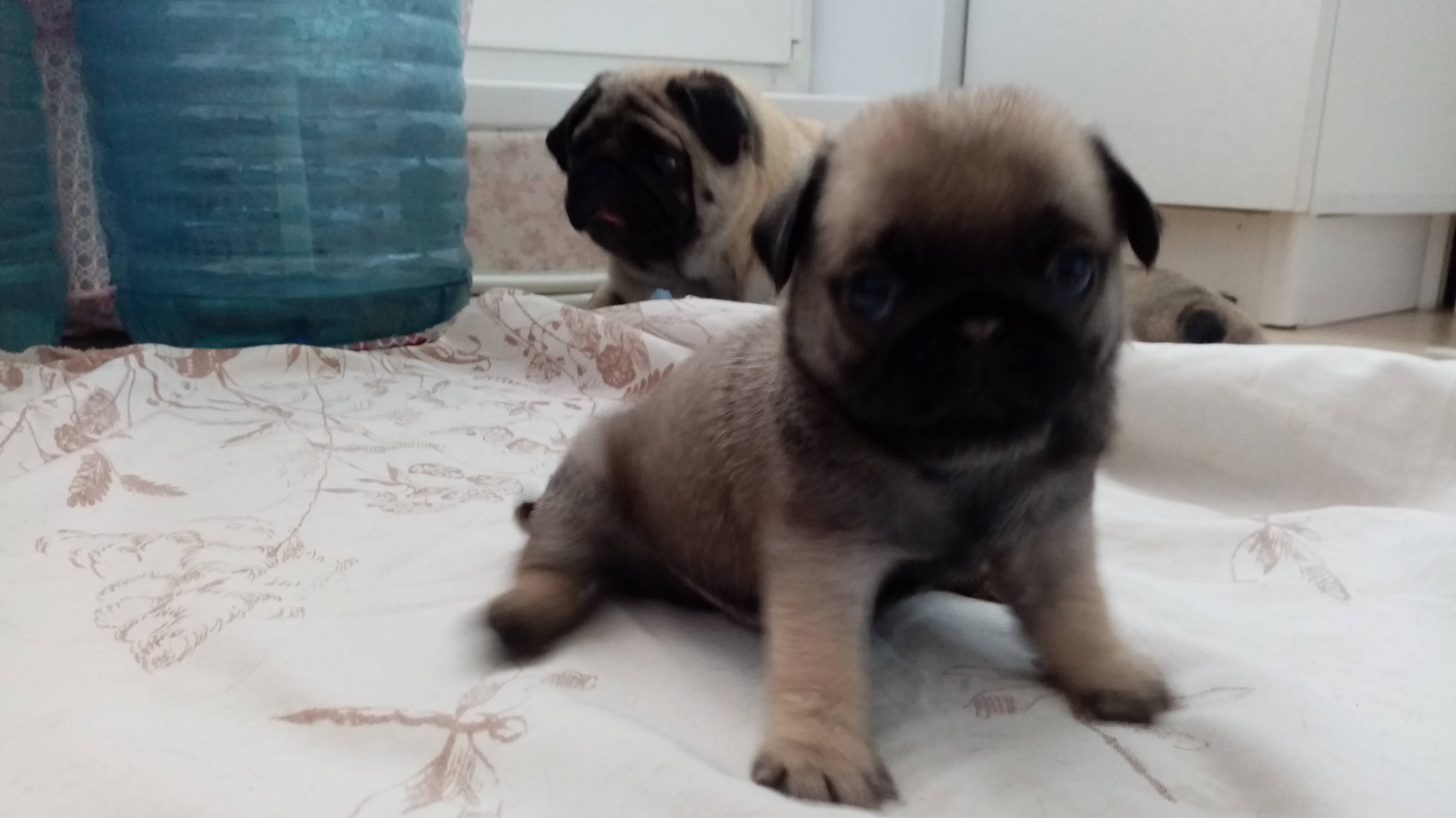 Мопсик #Мопсы