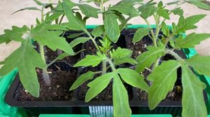 НИЗКАЯ И КРЕПКАЯ РАССАДА ТОМАТОВ! ОСНОВНЫЕ ПРАВИЛА