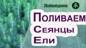 Как поливать сеянцы ели голубой 2-х летки после посадки? Саженцы хвойных - полив и уход