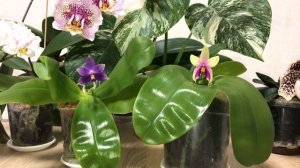 Phalaenopsis bellina & Phalaenopsis violacea ( indigo)