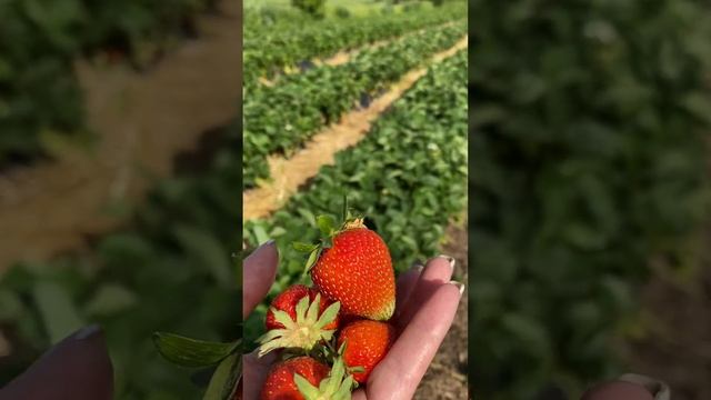 Самый вкусный нсд сорт клубники Ания краткое описание смотреть онлайн