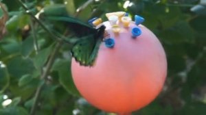 "Butterfly" video