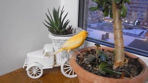 Канарейка летает по квартире