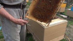 20 мая выпускаю плодную матку из изолятора